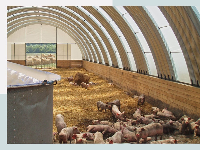 Строительство свинарников в Костроме